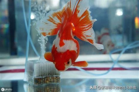 家裡養的魚|家裡養魚有什麼講究？養幾條魚招財？怎麼養不會死？。